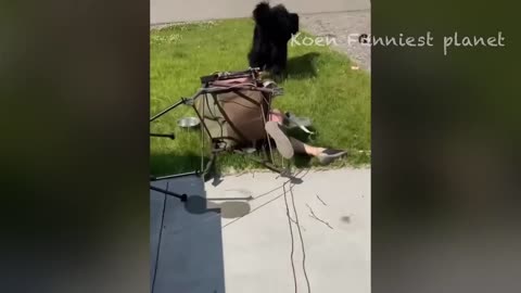 Funny Dogs And Cats Videos 2023 😅 - Best Funniest Animal Videos Of The week #2