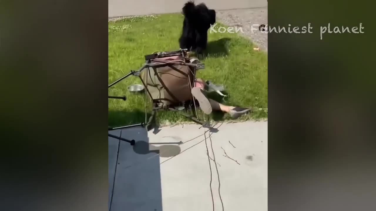 Funny Dogs And Cats Videos 2023 😅 - Best Funniest Animal Videos Of The week #2