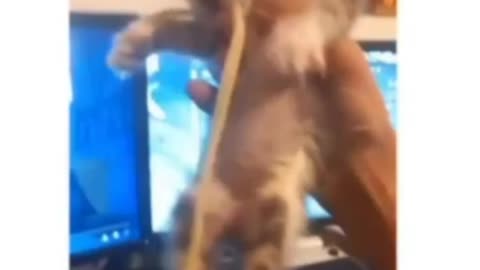 Spagetti Cat lol | Funny Cat Videos | #love #cats #cute #cuteness #firstlove #comedy