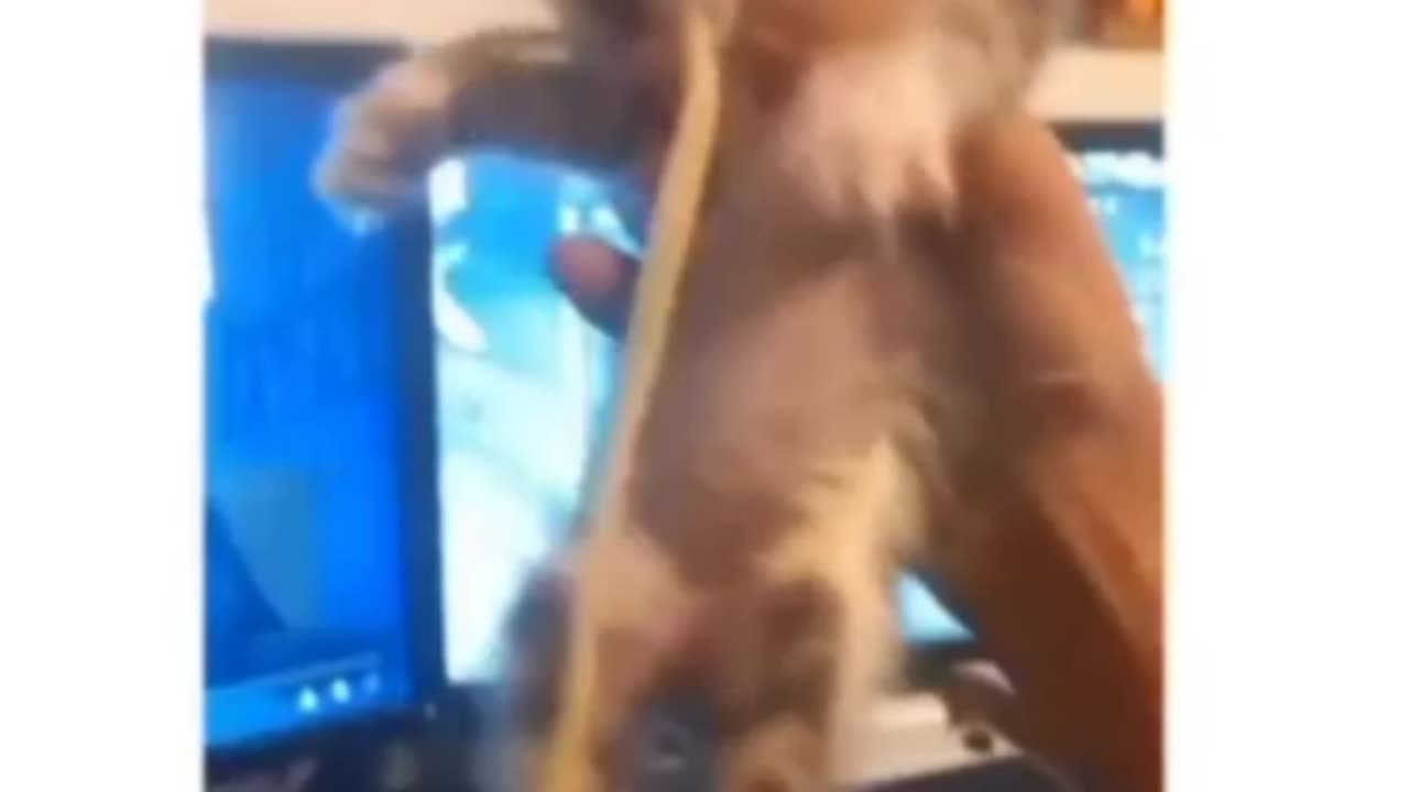Spagetti Cat lol | Funny Cat Videos | #love #cats #cute #cuteness #firstlove #comedy