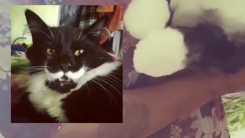Stuffed Animals to Look Like Your Cat