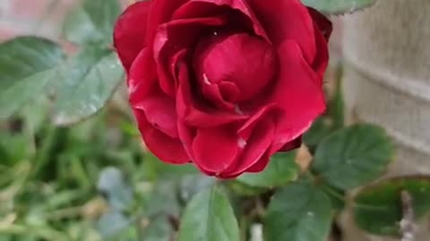 😘 🌺 FLORECITA DE 🌹ROSA 🌷ROJA FT. 🎁 💖 Un Regalo de Amor - 🕊 Liberacion.👍🏼