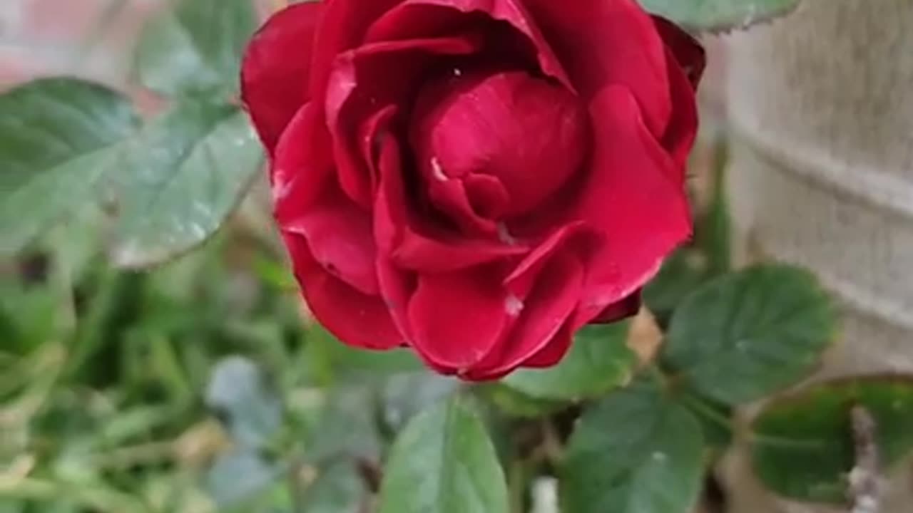 😘 🌺 FLORECITA DE 🌹ROSA 🌷ROJA FT. 🎁 💖 Un Regalo de Amor - 🕊 Liberacion.👍🏼