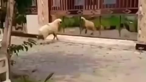 Very play full 😂😂