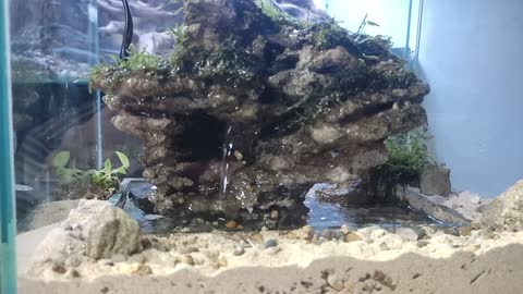 Paludarium with the theme of Kuta island, Bali