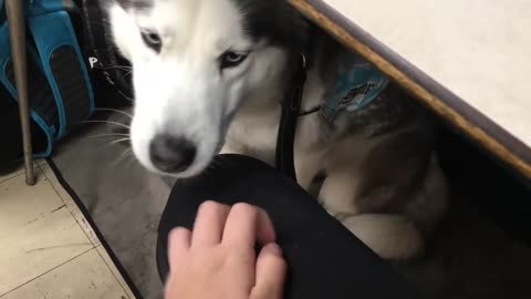 A Day In My Life // High School with a Service Dog