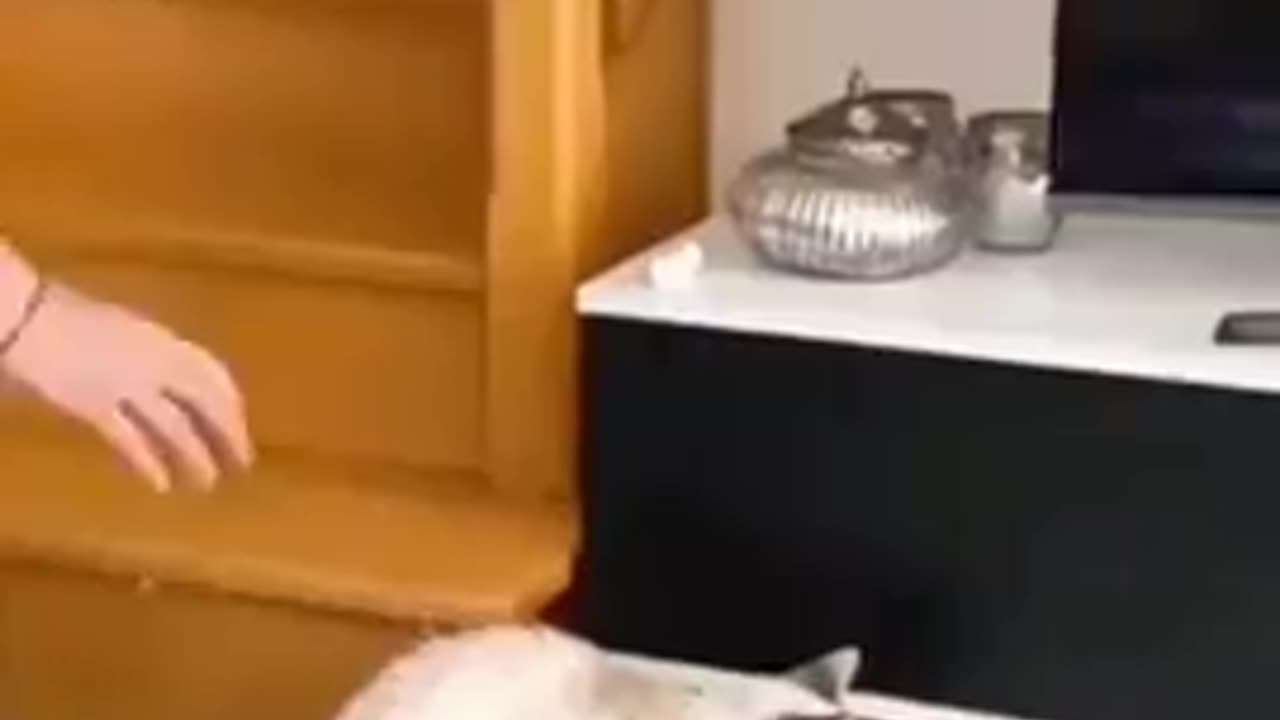 Funny Animals