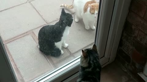 Introducing Cats To A New Persian Kitten For The First Time