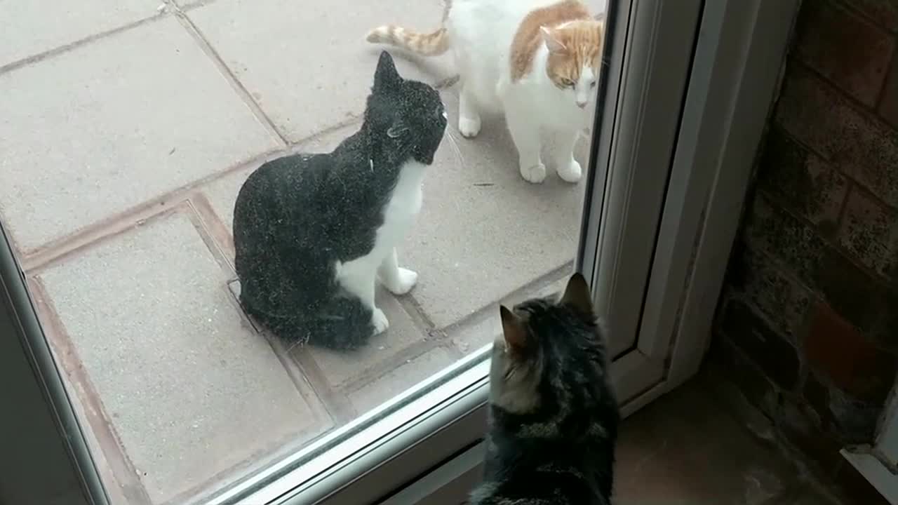 Introducing Cats To A New Persian Kitten For The First Time