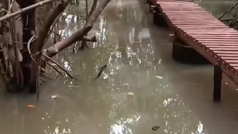 Mangrove Garden Honnavar karnataka