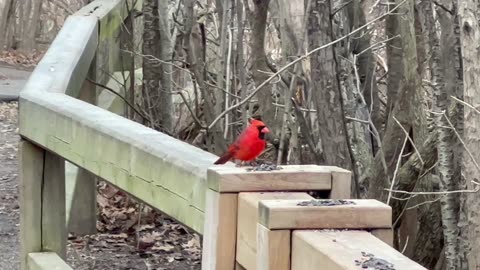 Male Cardinal