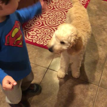 Cute Toddler Practices Dog Tricks With His Puppy
