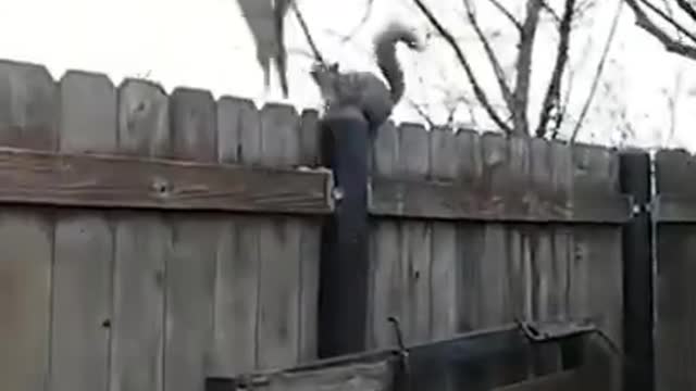 Funny Animals They Do The Strangest Things, Try Not To Laugh! Part 13