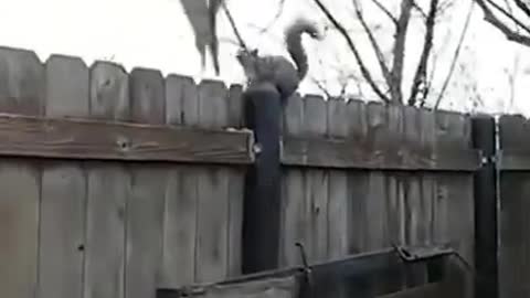 Funny Animals They Do The Strangest Things, Try Not To Laugh! Part 13