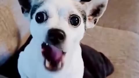 Funny animals