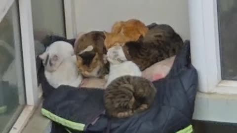Cute Cats