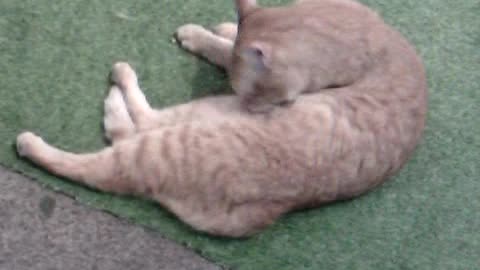 Stray cat rescue check this out hurray usa