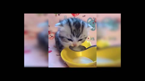 kytti eat