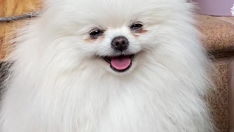 Fuuny dog video
