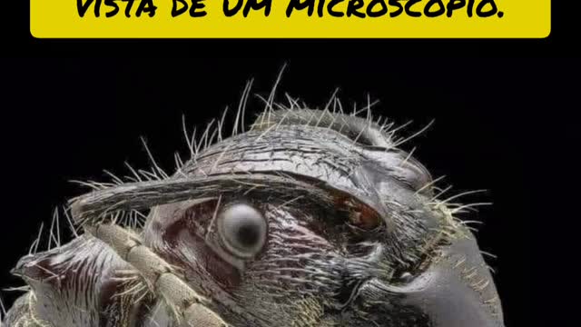 ant seen by microscope