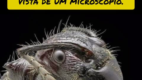 ant seen by microscope