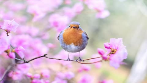 10 Minutes Relaxing Piano 🎶🎶🎶🎶🎶🎶🎶t
