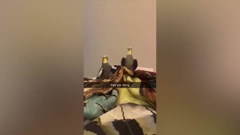 Best Funny Animal Videos Of The 2022 🤣 - Funniest Cats And Dogs Videos 😺😍 (101)