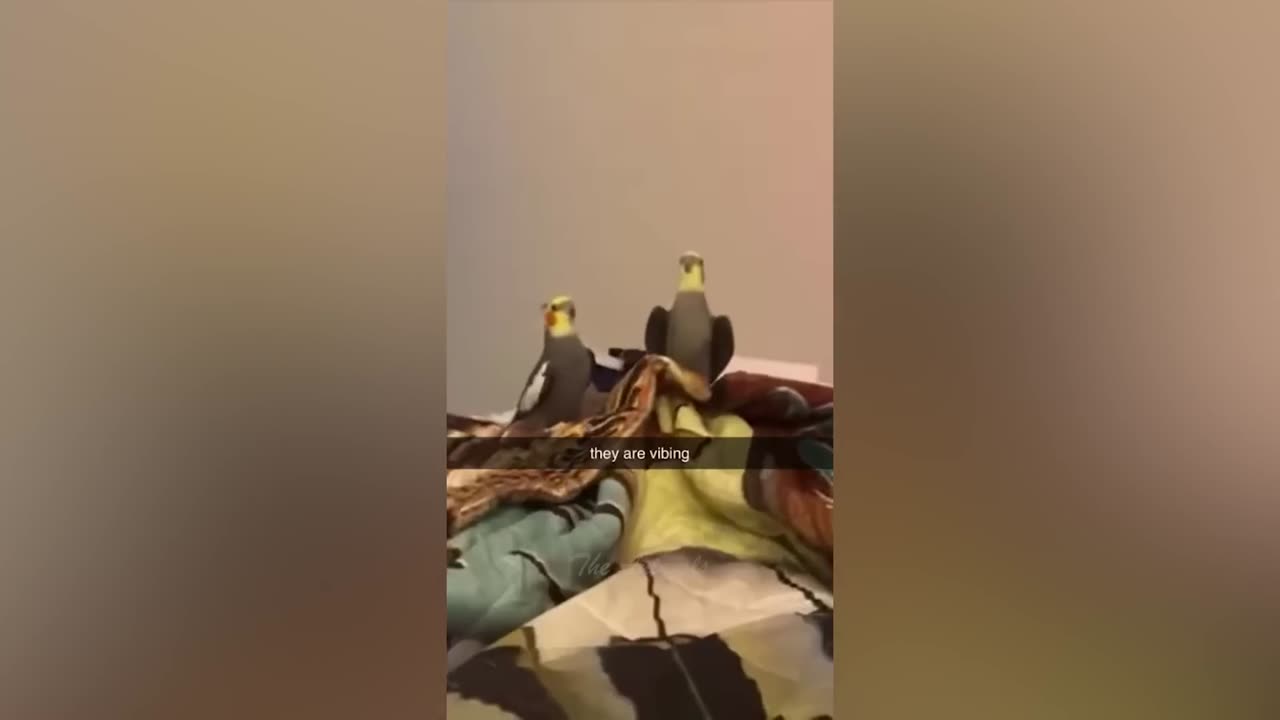 Best Funny Animal Videos Of The 2022 🤣 - Funniest Cats And Dogs Videos 😺😍 (101)