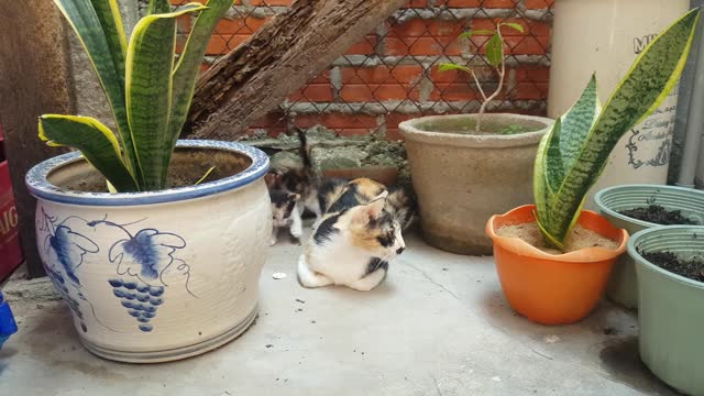 Funny Kittens- Deep healing music : release toxic energy with cute kittens