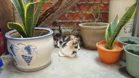 Funny Kittens- Deep healing music : release toxic energy with cute kittens