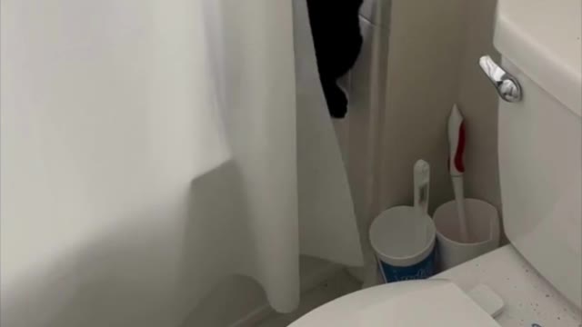 Adopting a Cat from a Shelter Vlog - Cute Precious Piper Caught Playing in the Bathroom #shorts