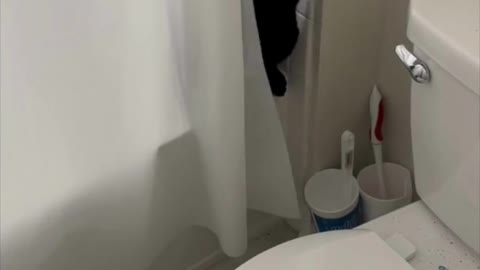 Adopting a Cat from a Shelter Vlog - Cute Precious Piper Caught Playing in the Bathroom #shorts