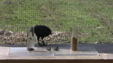 The clever crow