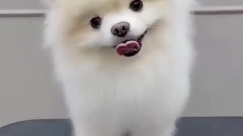Cute puppy