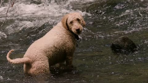 stoically in fast moving river or stream rapids