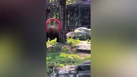 Laugh a Lot With The Funny Moments Of Monkeys Pets Island