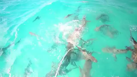 shark fishing