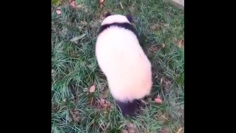Cute Panda