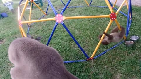 Baby Sloths Being Sloths