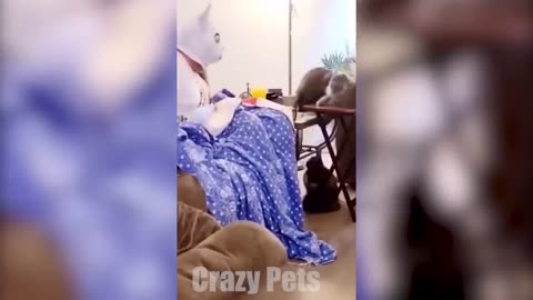 FUNNIEST CATS AND DOGS VIDEOS