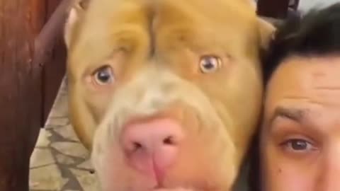 Funny and fails dogs videos