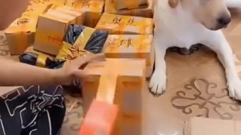 Cutie puppy helping with owner #shorts _ puppy performing training_ Libra dog training