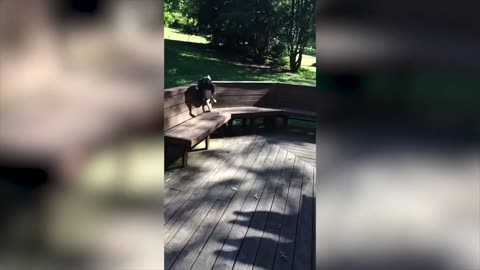 Try not to laugh with these animals 5!