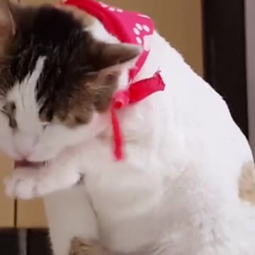 Cute Cat Funny Cat Kitten Domestic Pet Adorable