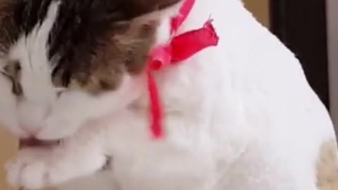 Cute Cat Funny Cat Kitten Domestic Pet Adorable