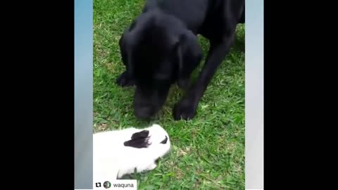 Funny and Cute Animal Moments Video Compilation #10