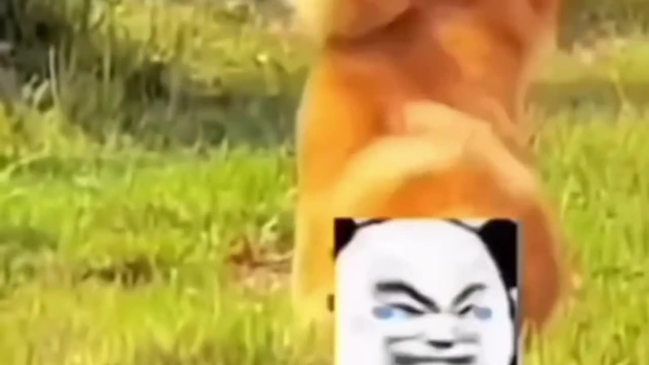 Try not to Laugh 😂 funny animals funny cats and dogs videos 🤣