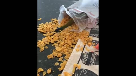 Short & Sweet: Funny Dog Videos and Hilarious Animal Moments