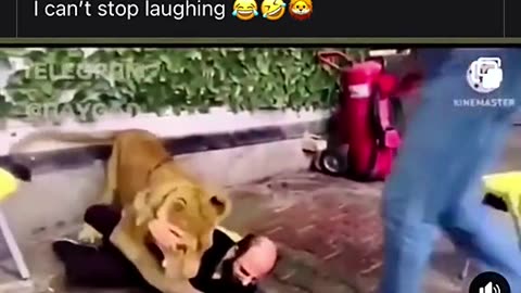 Lion attack 😂🦁