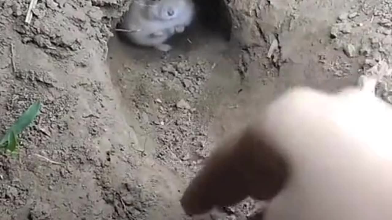Cute mouse